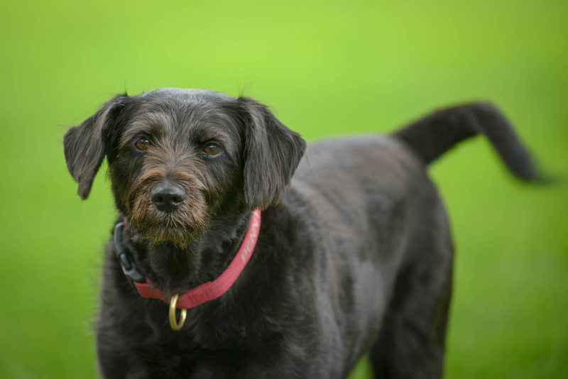 pets, Labrador retriever, labrador, retriever, black, domestic Animals, canine, black Labrador, purebred Dog, animal, Fun, Rescue Dog, Swimming, Dog Park