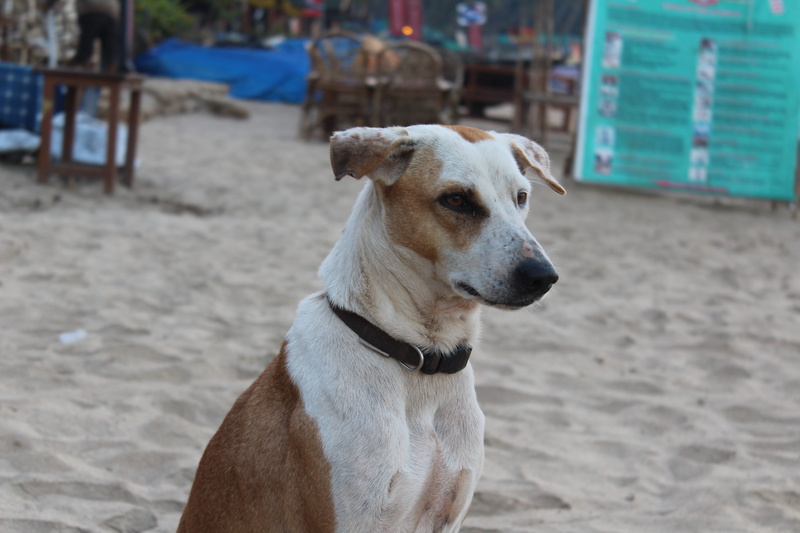 sand, poor, looking, domestic, pet, beach, day, looking away, portrait, 5K, outdoors, one animal, incidental people, pets, domestic animals, land, animal themes