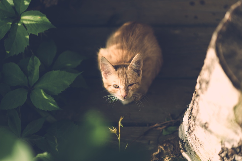 eye, animal head, orange, family, cat, garden, wooden, whisker, injury, surrounded, little, domestic, vertebrate, domestic cat, illness, plant part, young