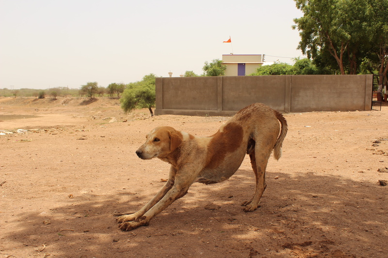one animal, no people, domestic, nature, brown, animal themes, street dog, day, stray dog, animal wildlife, domestic animals, field, mammal, kutch, india