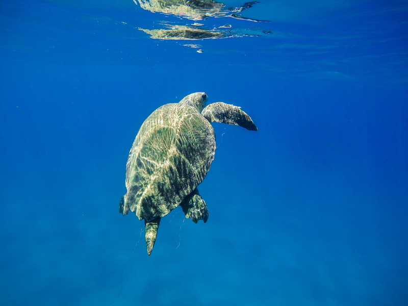 Poor, body, reptile, daytime, tropical Climate, blue, animal, sea Life, green, animal wildlife, animals In The Wild, tortoise, photography, wildlife, sea