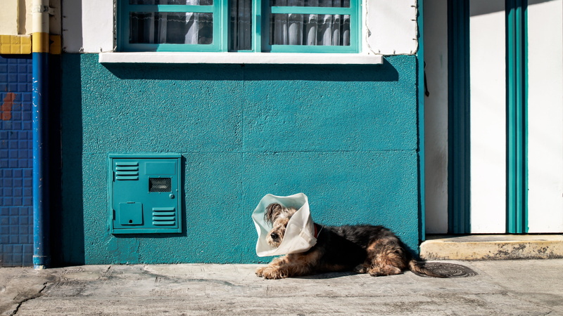feline, door, building exterior, animal, dog, outdoors, injury, painful, vertebrate, pets, cat, mammal, entrance, building, domestic, domestic animals