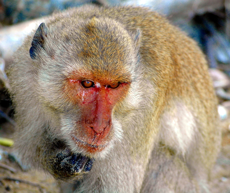 animal body part, thailand, animal wildlife, poor animal, focus on foreground, nature, animals in the wild, monkey, animal hair, monkey portrait, hair