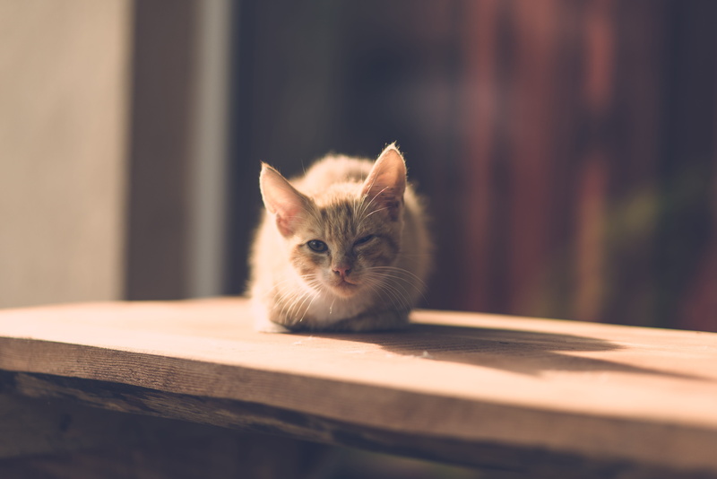 no people, domestic, orange, little, 5K, nature, young, domestic cat, day, eye, pets, garden, one animal, illness, wooden, portrait, animal, focus on foreground