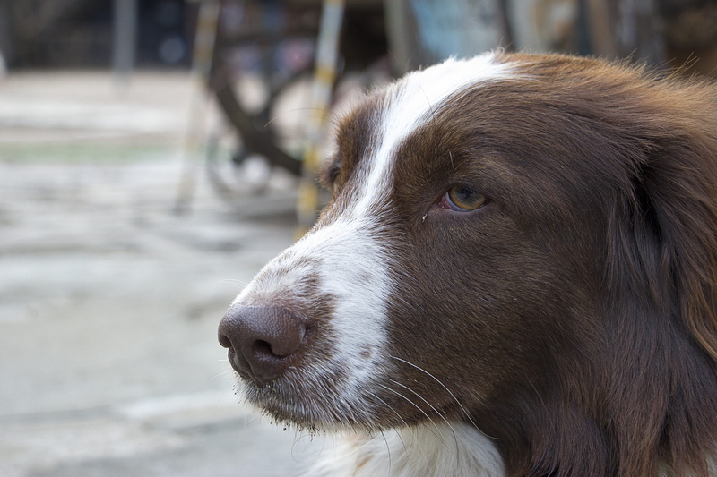 road, mammal, Street, alone, focus on foreground, side view, homeless, 5K, sadness, no people, sad, snout, puppy, sad dog, friendship, loneliness, stray
