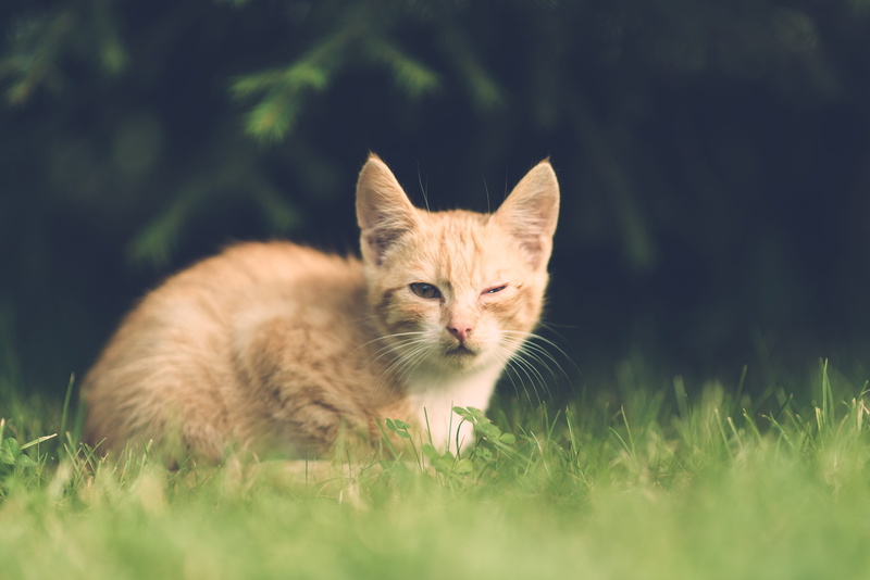 plant, no people, cat, nature, unhappy, animal, grass, one animal, domestic cat, relaxation, 5K, field, eye, family, injury, whisker, ginger cat, domestic animals