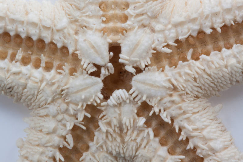 textile, asteroidea, underwater, poor, sea, animal, indoors, souvenir, one animal, five, memory, holiday, starfish, macro, magnification, science, no people