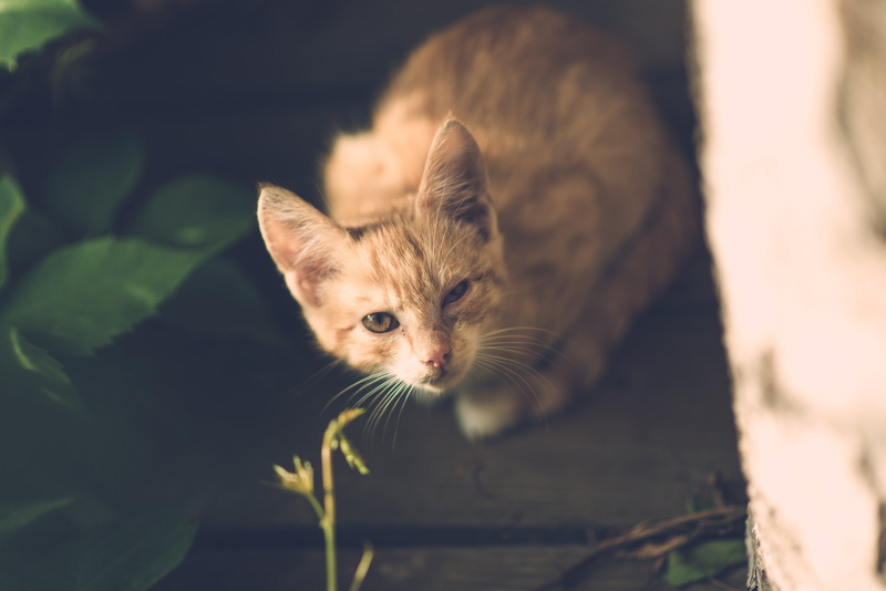 whisker, one eye, close-up, unhappy, sunlight, domestic Cat, cute, fur, portrait, one animal, vintage, vertebrate, pets, young Animal, kitten, tabby, no people