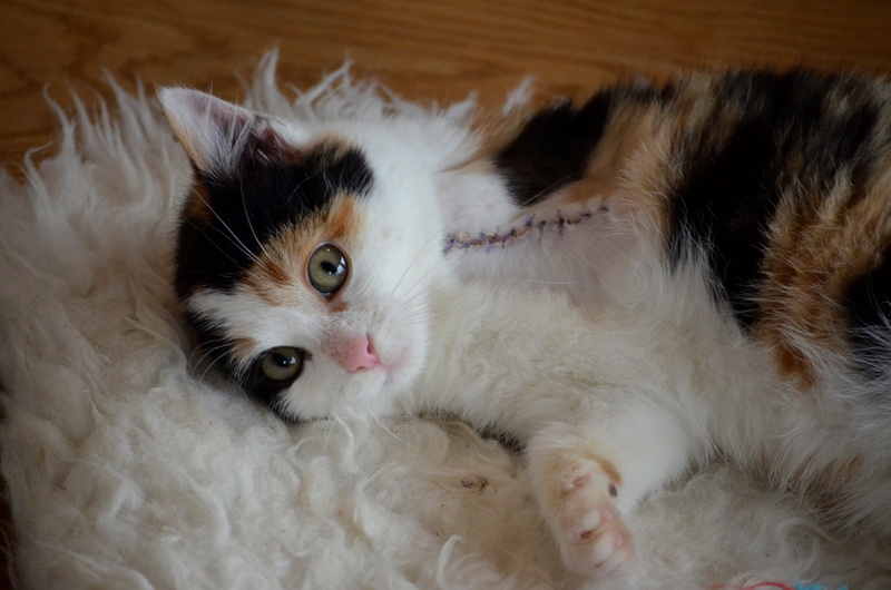 close-up, sweet, animal eye, poor cat, animal themes, three legs, mat, kitten, mammal, nature, Cat, relaxation, amputation, fur, Handicap, sleeping, lying Down