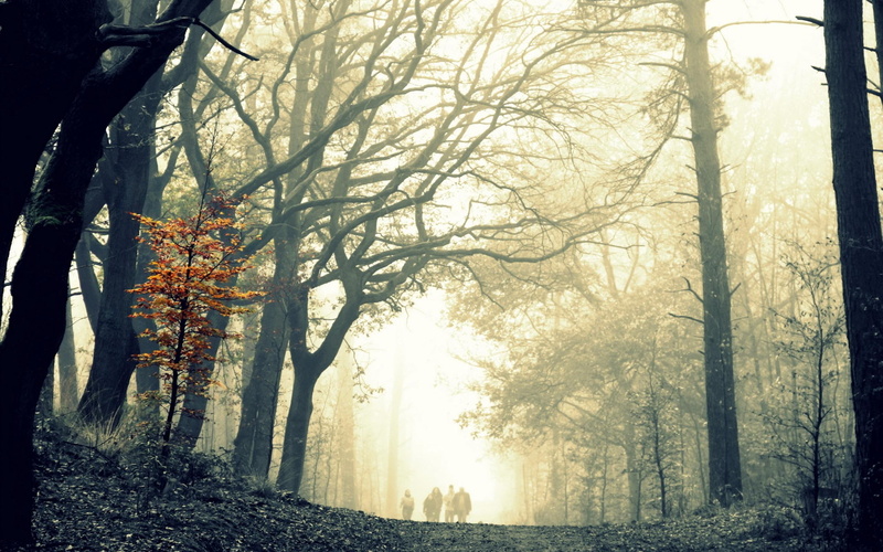 tree, wood, leaves, difference, fog, terribly, yellow, 2K, autumn, gloomy