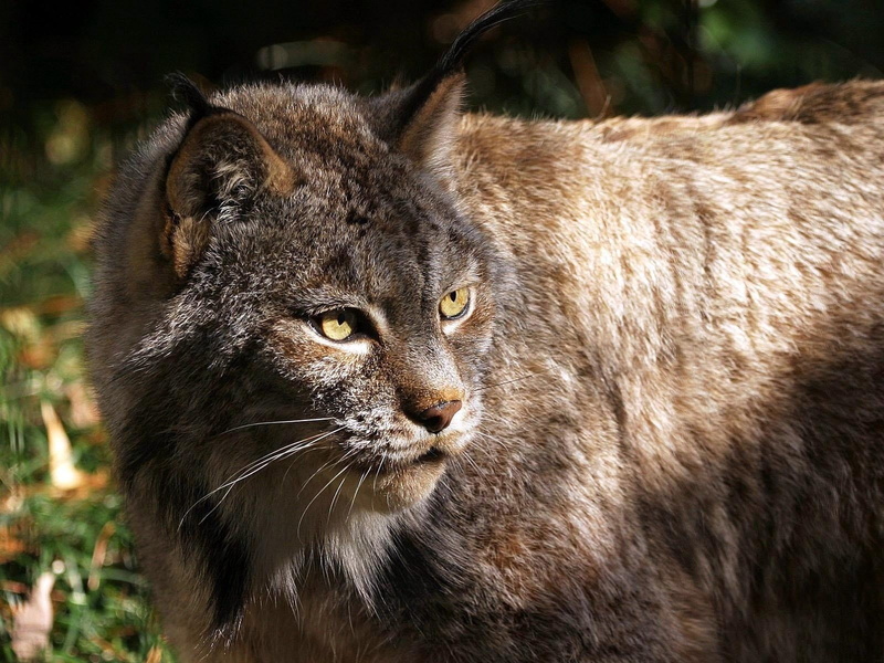 nature, long, 720P, lynx, animal body part, carnivore, aggression, animal Eye, animal, animals In The Wild, vertebrate, animal Head, undomesticated Cat