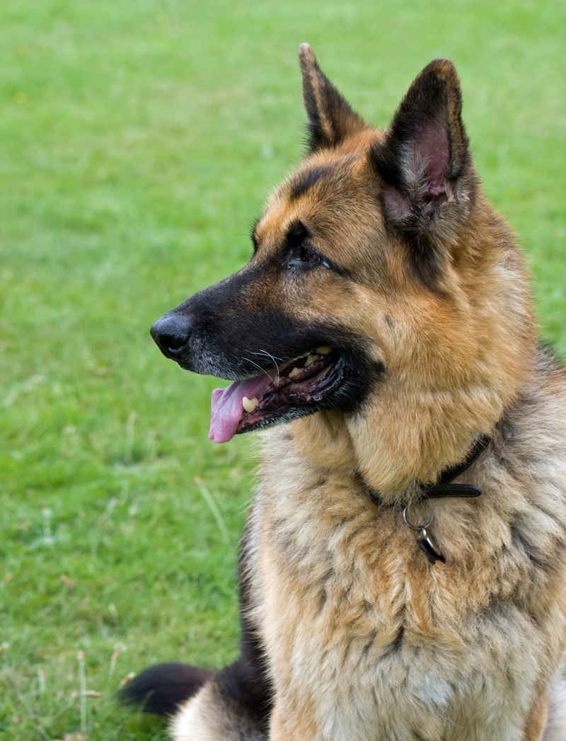 brown, mammal, mouth open, animal, outdoors, german Shepherd, day, profile, 720P, head, photography, field, purebred Dog, close-up, alsatian, details