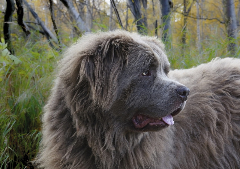 close-up, one animal, animal body part, vertebrate, medium, Newfoundland, outdoors, animal hair, looking away, day, pets, looking, purebred Dog, Gray, focus on foreground