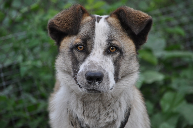 pet, domestic animals, white, russia, animal body part, focus on foreground, field, Animal, outdoor, animal, mammal, close-up, guard, selective, Pet, whisker