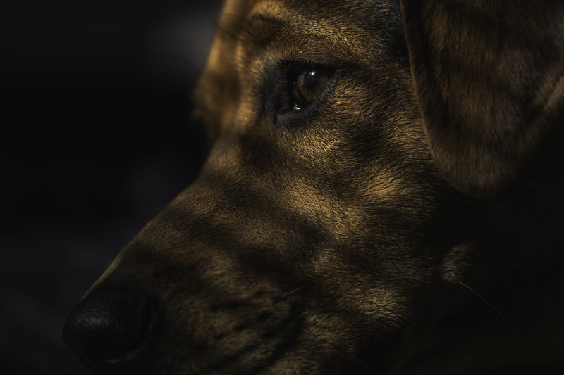 close-up, vertebrate, adult, animal body part, animal eye, tan, indoors, labrador, black Color, profile view, looking away, night, cute, looking, no people