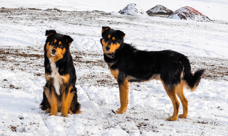 land, group of animals, vertebrate, short, herding, 4K, snowing, dogs, dog, portrait, tan, two, nature, no people, nomadic, medium, canine, mammal, outdoors