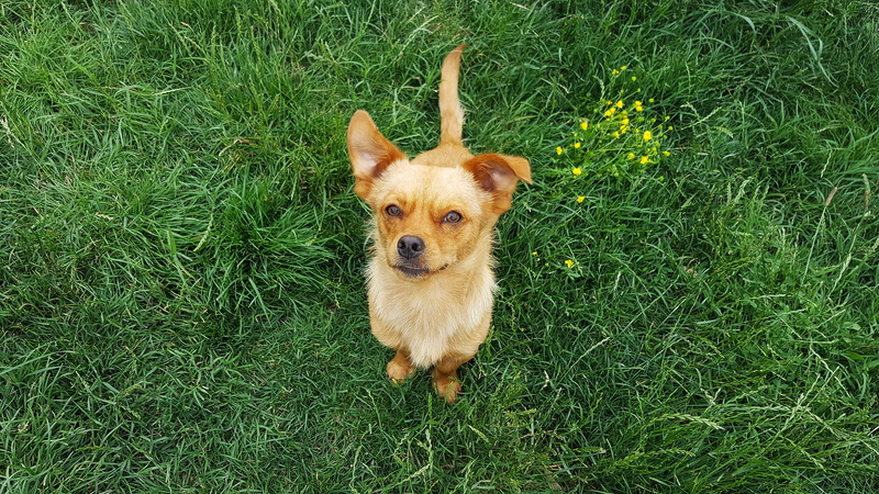 pets, puppies, short, one animal, 5K, dog, no people, domestic, plant, dogs types, land, canine, portrait, doggy, lazy dog, tan, funny dogs, animal themes
