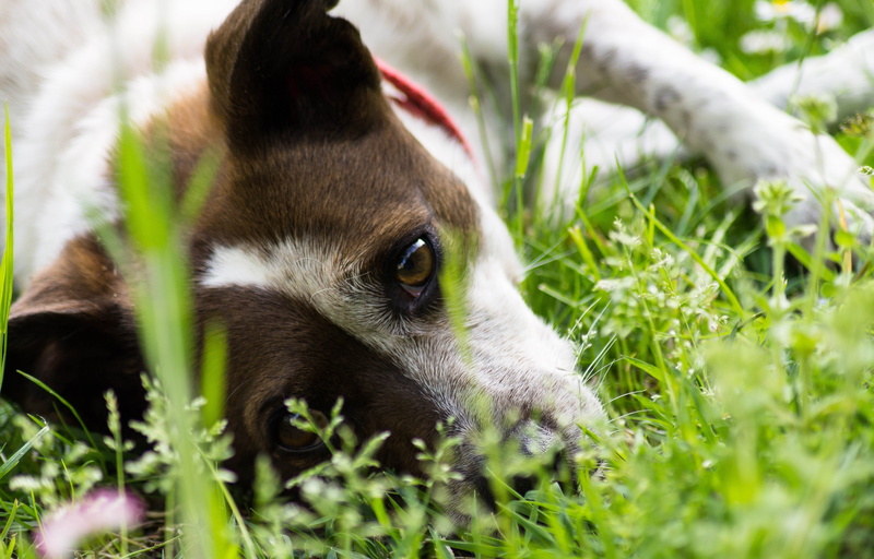 lying, autumn, canid, pets, portrait, white, 4K, no people, dog, hound, selective focus, plants, animal head, grass, ball, animal wildlife, gray, cane corso