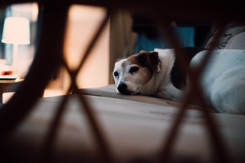 sleepy, young, breed, animal, vertebrate, chihuahua - dog, animal head, adorable, pet, home interior, relaxation, lying, close-up, canine, domestic, beagle
