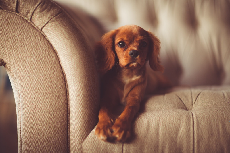 cute, animal photography, sitting, fur, adorable, coat, no people, seat, portrait, dog, young animal, indoors, small, domestic animal, purebred, young