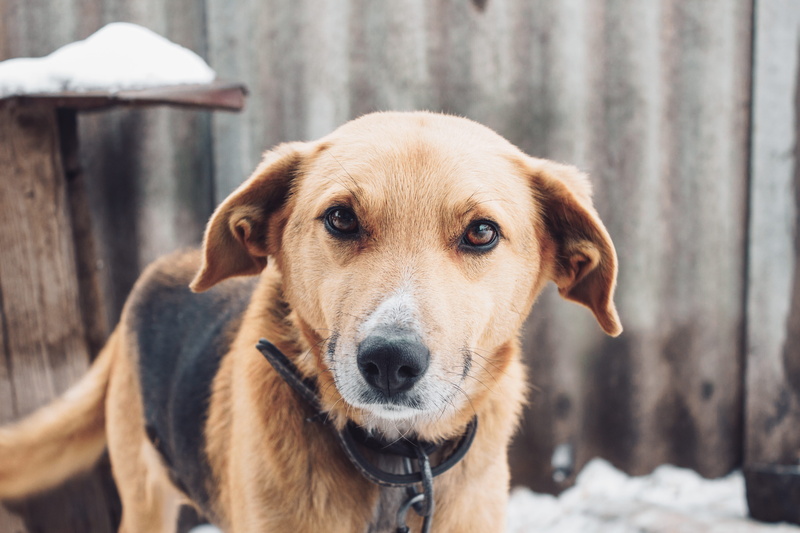 looking at camera, looking, one animal, puppy, snow, adorable, retriever, photo, animal head, day, eyes, gray, animal, canine, vertebrate, cute, winter