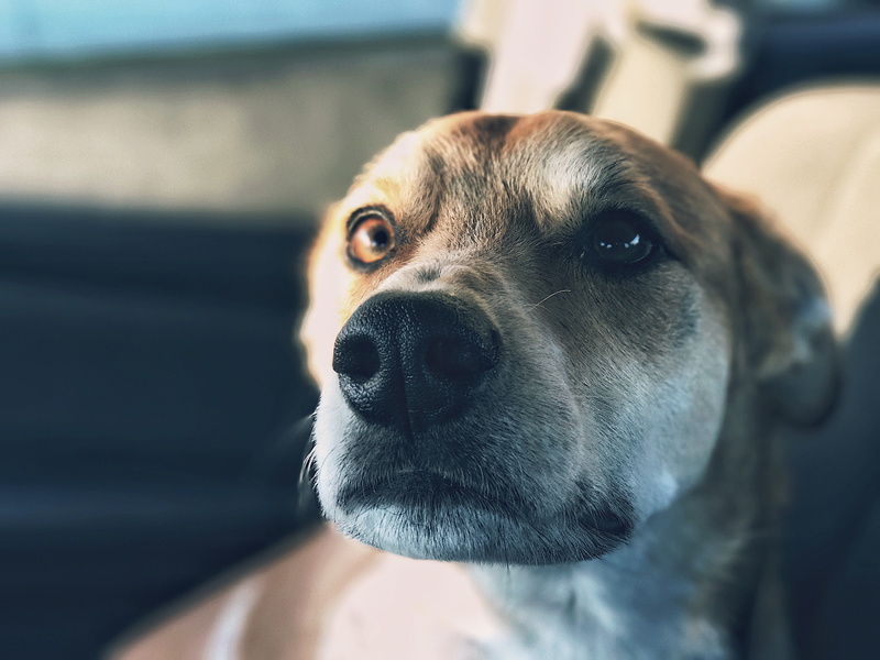 animal body part, day, 4K, shallow, mammal, looking at camera, photo, canine, pet, people, animal eye, close-up, brown, dog, animal themes, black, snout