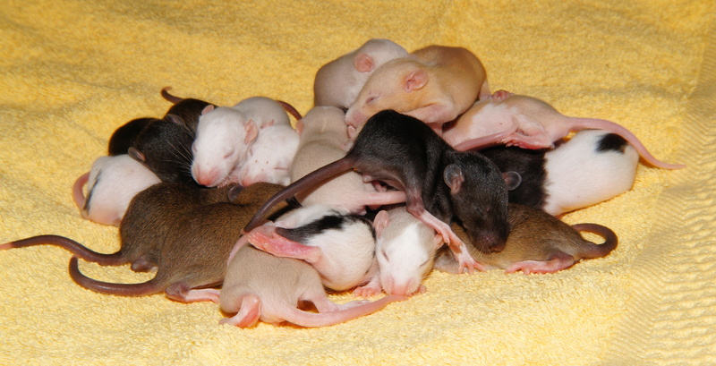 knuffig, sleeping, domestic animals, young animals, chaos, puppy, rat babies, rodents, group of animals, colorful, society, animal, animal family, canine