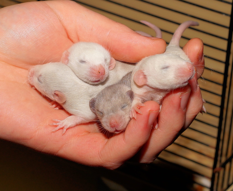 Eyes, innocent, one person, Closed, domestic, mammal, eyes closed, close-up, Rat, animals And Pets, mouse, small, human body part, finger, rat babies, Soft