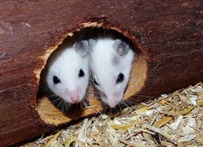animal themes, rodent, high angle view, pets, mice, close-up, rodents, mini, grey brown, helpless, animal wildlife, sweet, fur, nager, close, one animal