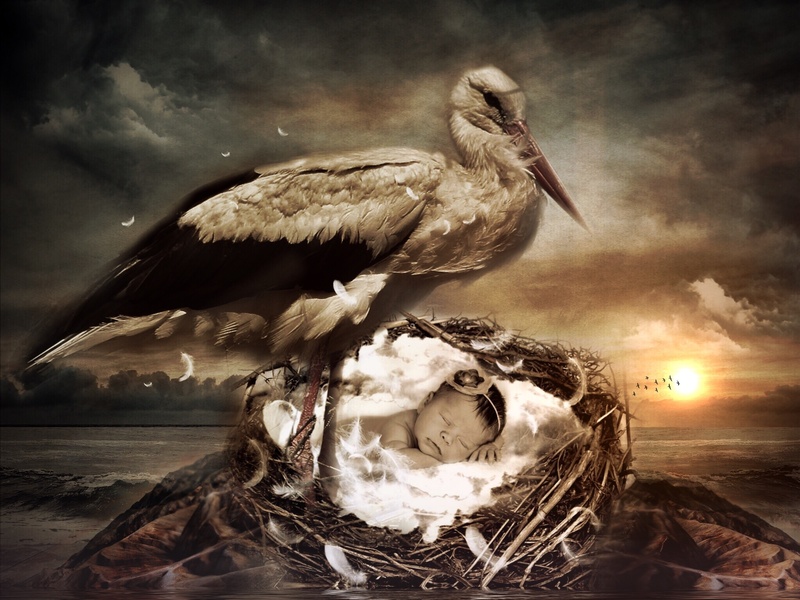 fog, animal wildlife, nest, group of animals, sunset, outdoors, sun, 1080P, digital composite, nature, apocalyptic, small, baby, cute, representation