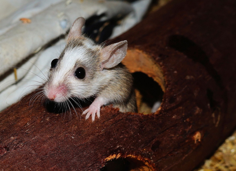 Close, rat, rodent, whisker, pest, sweet, animal, animal head, outdoors, pets, close-up, day, grey brown, helpless, knuffig, animal eye, animals And Pets