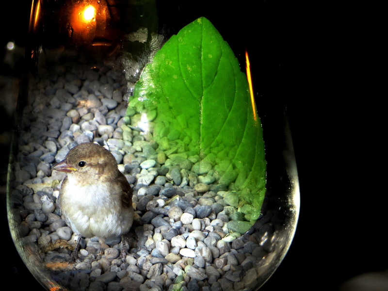 sperling, bird in the glass, one animal, 4K, green color, leaf, nature, perching, photomontage, plant, animals in the wild, light, close-up, animal wildlife