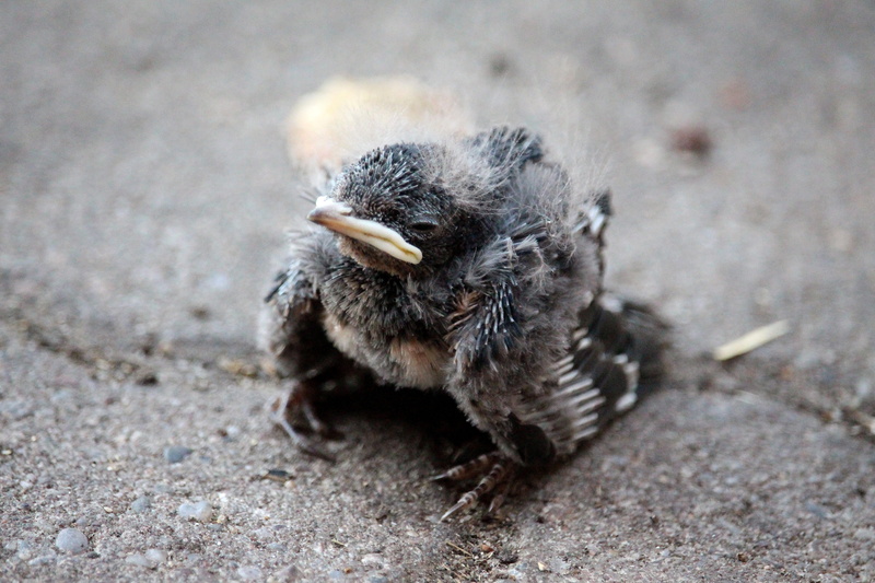 swallow chicks, hopelessness, animal body part, nest, animal themes, animal, one animal, day, 5K, helpless, animals in the wild, insect, young bird, focus on foreground