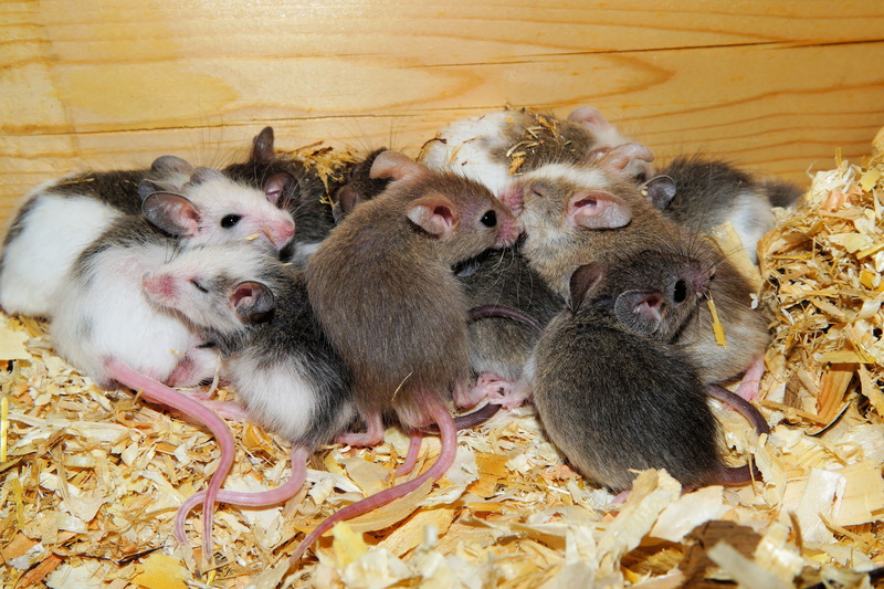 animal, day, bunch of mouse, young bird, medium group of animals, 5K, cute, close, lazing around, helpless, animal family, bird, young animal, savannah