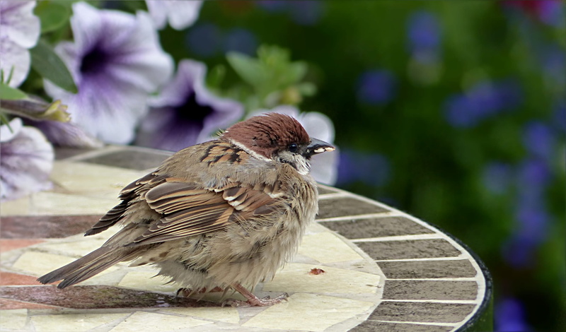 2K, Sparrow, vertebrate, no people, outdoors, feeding, animal, focus on foreground, full length, Bird, animals in the wild, sperling, exhausted, close-up