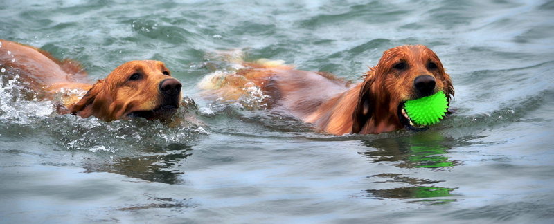 exercise, animal body part, animal themes, swimming, brown, mouth open, puppy, beach, coated, purebred Dog, canine, summer, animal, golden, one animal