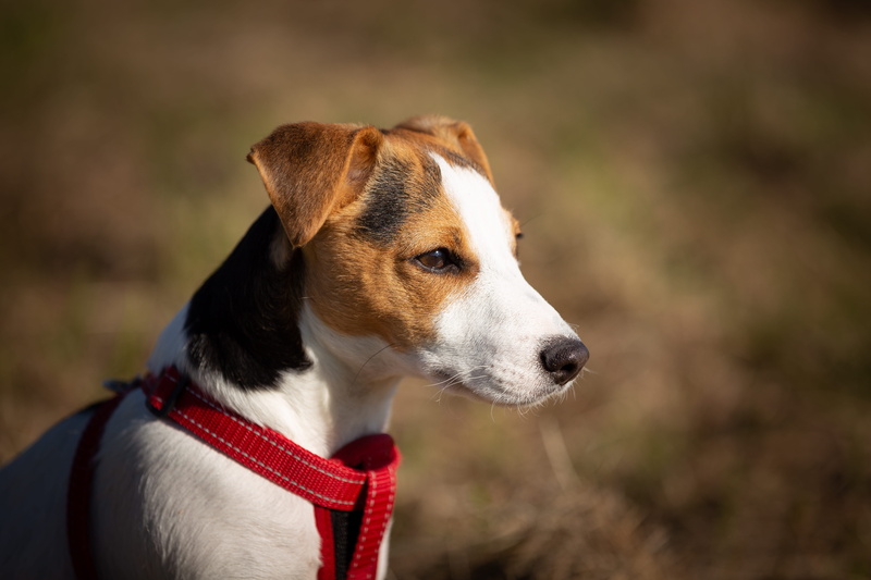 white, puppy, wearing, portrait, sit, blurred background, terrier, adorable, short, vertebrate, coated, young, cute, pet, looking, pets, domestic, little