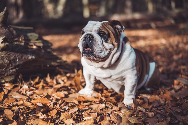bull, boxer, coated, plant part, focus on foreground, leaf, domestic, domestic animals, french bulldog, brown, pets, animal head, selective, short, bretagne