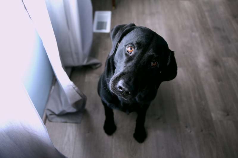 pets, black, curtain, high angle view, indoors, daytime, window, floor, portrait, vertebrate, mammal, mouth open, one animal, animal, pet, labrador, dog
