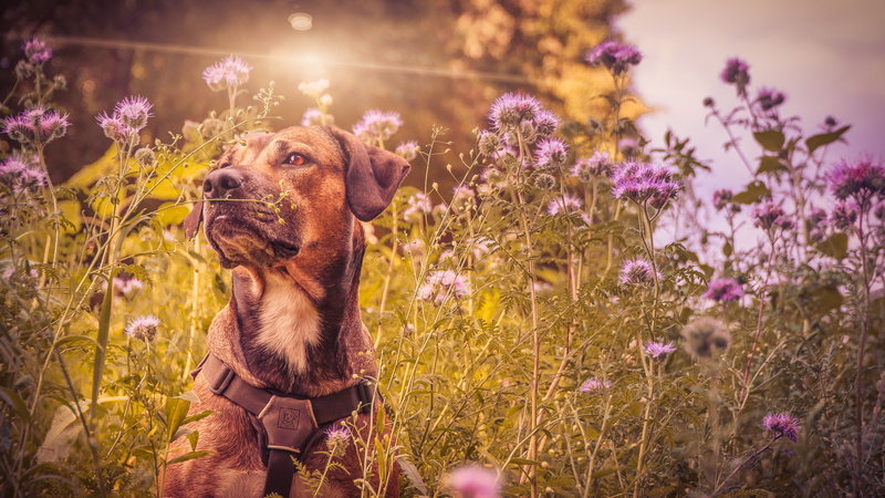 creature, land, pet, outdoors, hundeportrait, purebred dog, domestic, flower, nature, looking, grass, field, sitting, pets, animal portrait, ridgeback