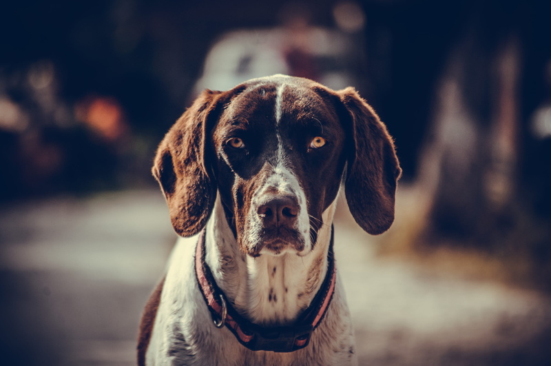 pet, no people, outer space, portrait, one animal, coated, sad dog, pet collar, face, vertebrate, universe, human, domestic animals, canine, focus on foreground