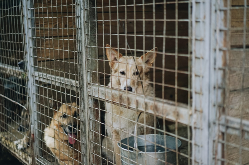 outdoors, animal wildlife, fence, russian federation, animals in captivity, two, german shepherd, den, barrier, 5K, grey, dog, canine, dogs, pet, looking at camera