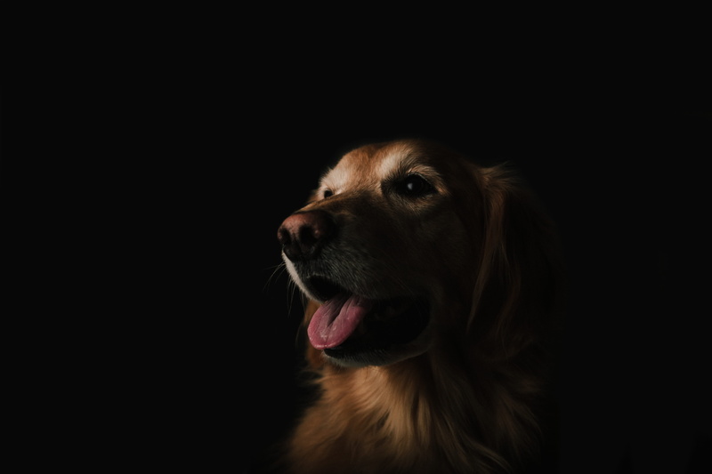 animal tongue, adult, purebred Dog, looking, canine, 5K, indoors, black Background, mammal, vertebrate, mouth open, domestic Animals, animal head, tongue