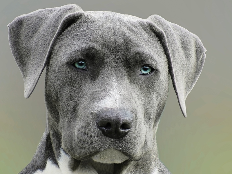 white, bull, pets, 4K, cute, day, looking, puppy, grey, pit, close-up, focus on foreground, weimaraner, mammal, one Animal, looking at camera, Dog, daytime