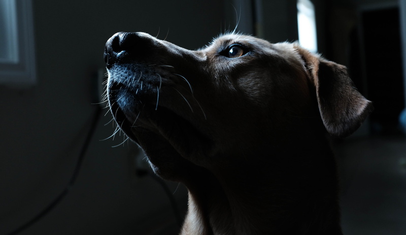 black background, looking away, animal head, retriever, canine, close-up, whisker, animal eye, pets, focus on foreground, dog, animal, short, looking, pet