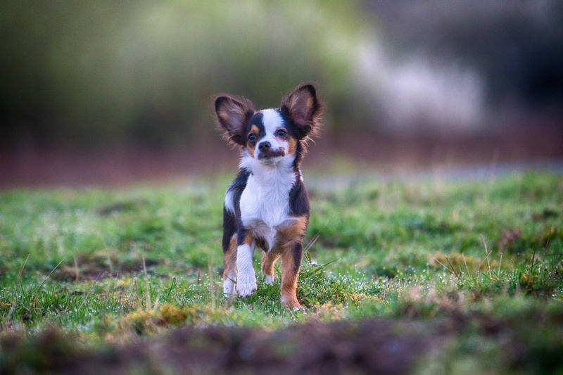 portrait, cute, plant, domestic, one animal, young, Attention, outdoor, animal, in the, purebred dog, chihuahua - dog, knuffig, looking at camera, nature