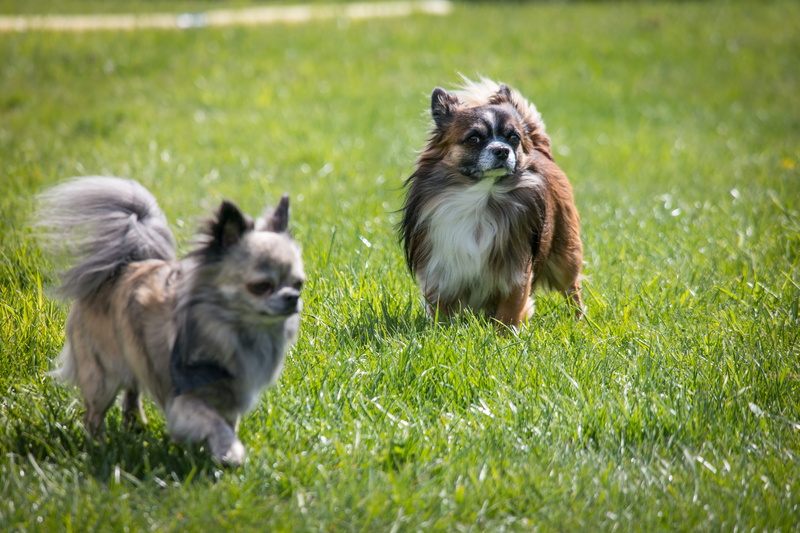 two animals, outdoors, field, group of animals, pets, Chihuahua, Small, pet, shih tzu, sweet, dogs, fluffy, animals And Pets, dog, nature, animal themes