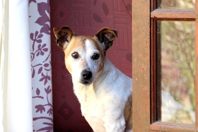sit, dog portrait, animal, one animal, snout, white, head, pets, domestic animals, vertebrate, race, canine, hunting dog, mammal, purebred dog, puppy, alone