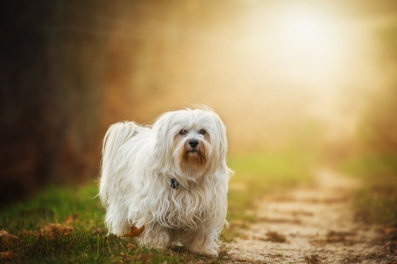summer, german longhaired pointer, animal, white color, loyal, white, plant, shih tzu, puppy, away, 4K, canine, fur, dog, nature, sunlight, young, looking at camera