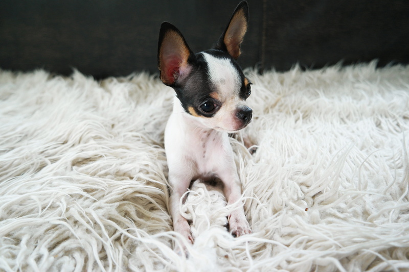 young, domestic, chiwawa, sweet, white, black, domestic animals, vertebrate, animal head, chihuahua, sofa, adorable, animal body part, animal, blanket